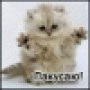 quiscenus